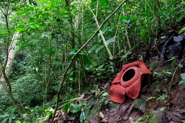 Rafflesia Arnoldii Fierce Flora