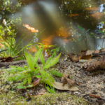 Plants in the Wild: Drosera adelae