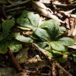 Drosera schizandra Species Profile