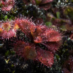 Wild Australian Drosera Species A-Z