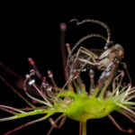 Drosera auriculata