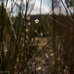 Drosera peltata Species Profile