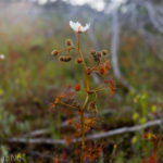 Drosera yilgarnensis Species Profile