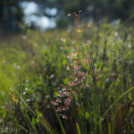 Drosera planchonii Species Profile