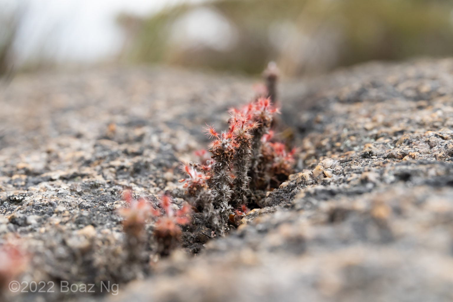 Drosera Lasiantha Species Profile Fierce Flora