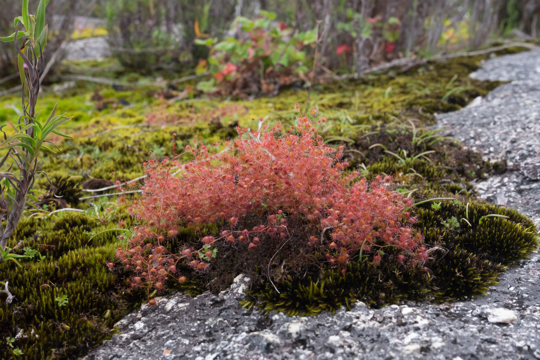 Drosera macrantha Species Profile - Fierce Flora