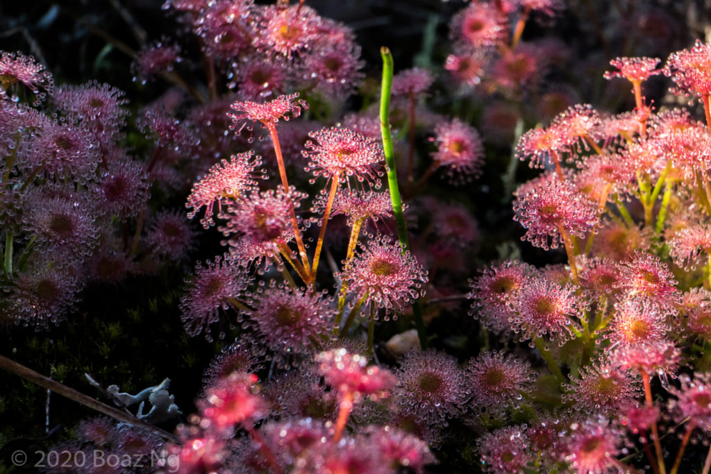 Drosera Eremaea Fierce Flora