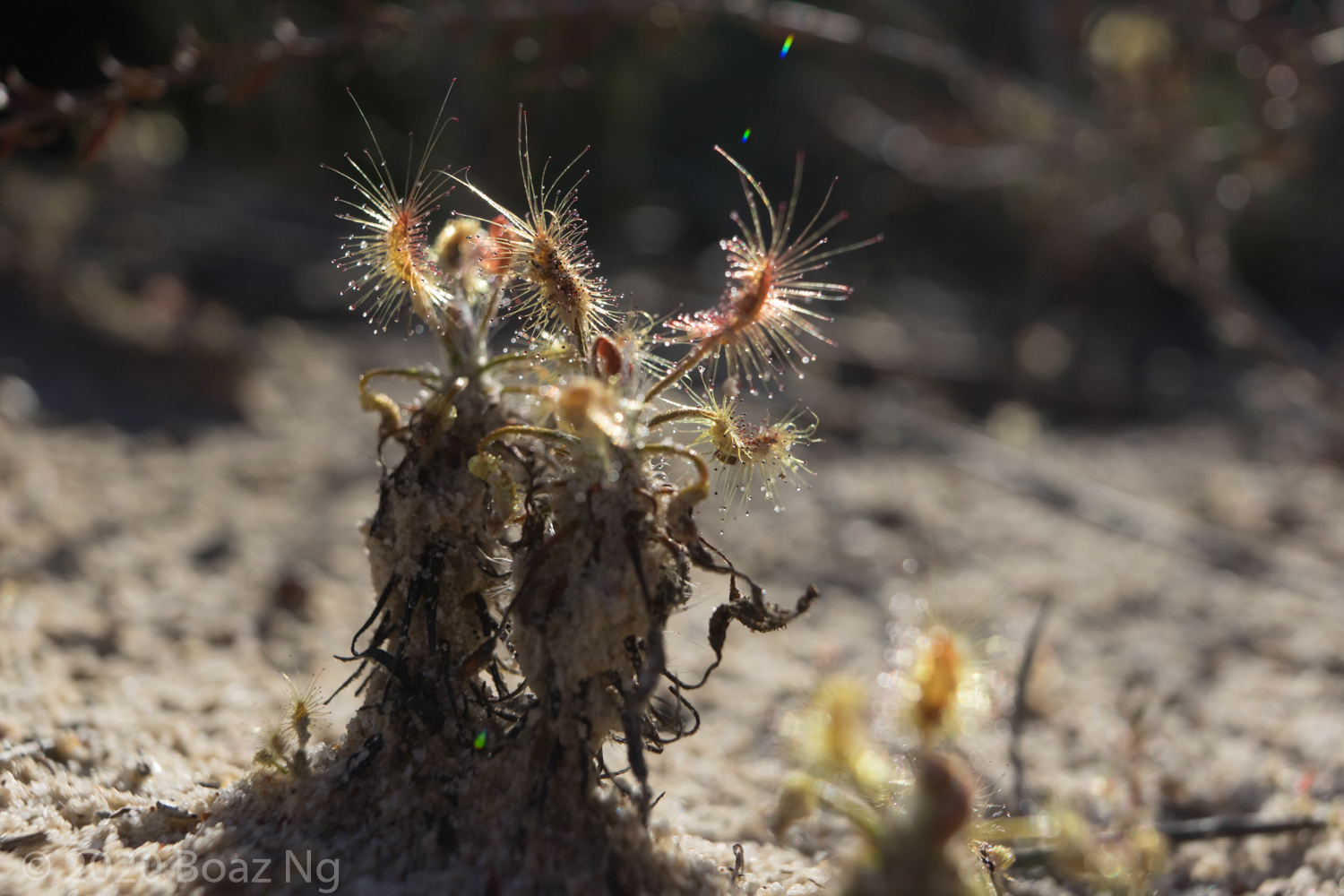 Drosera scorpioides Species Profile - Fierce Flora