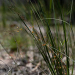 An occurrence of Drosera peltata in Victoria