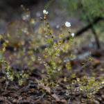 Drosera lunata Species Profile