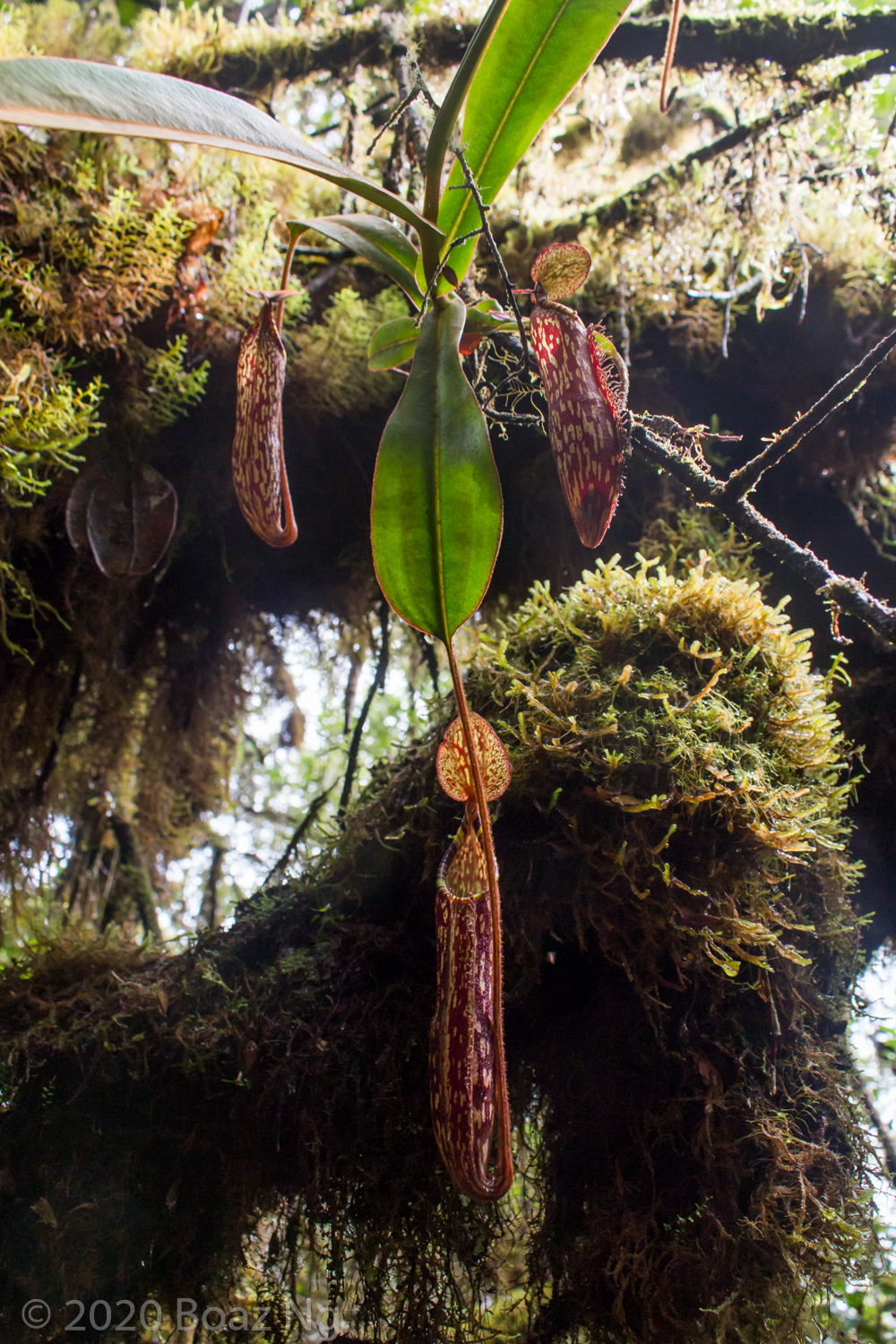 Nepenthes spectabilis Species Profile - Fierce Flora