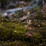 Drosera gracilis – lowland form Species Profile