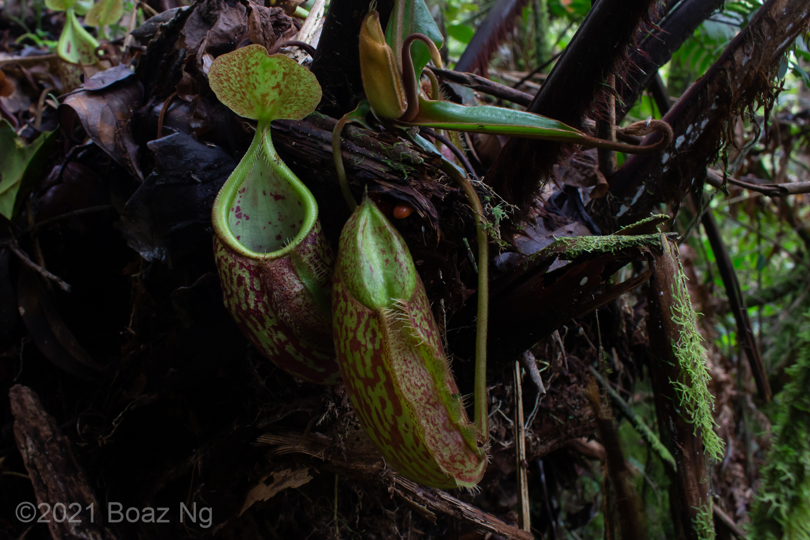 Nepenthes gymnamphora Species Profile - Fierce Flora