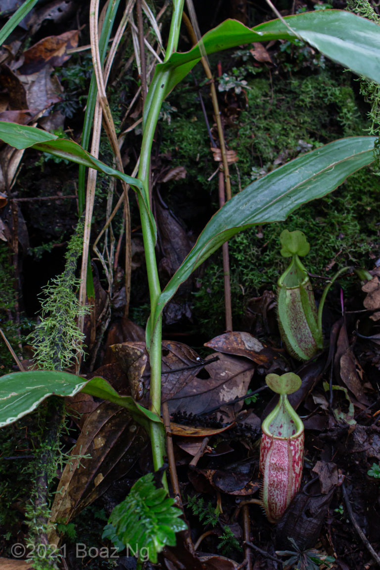 Nepenthes gymnamphora Species Profile - Fierce Flora