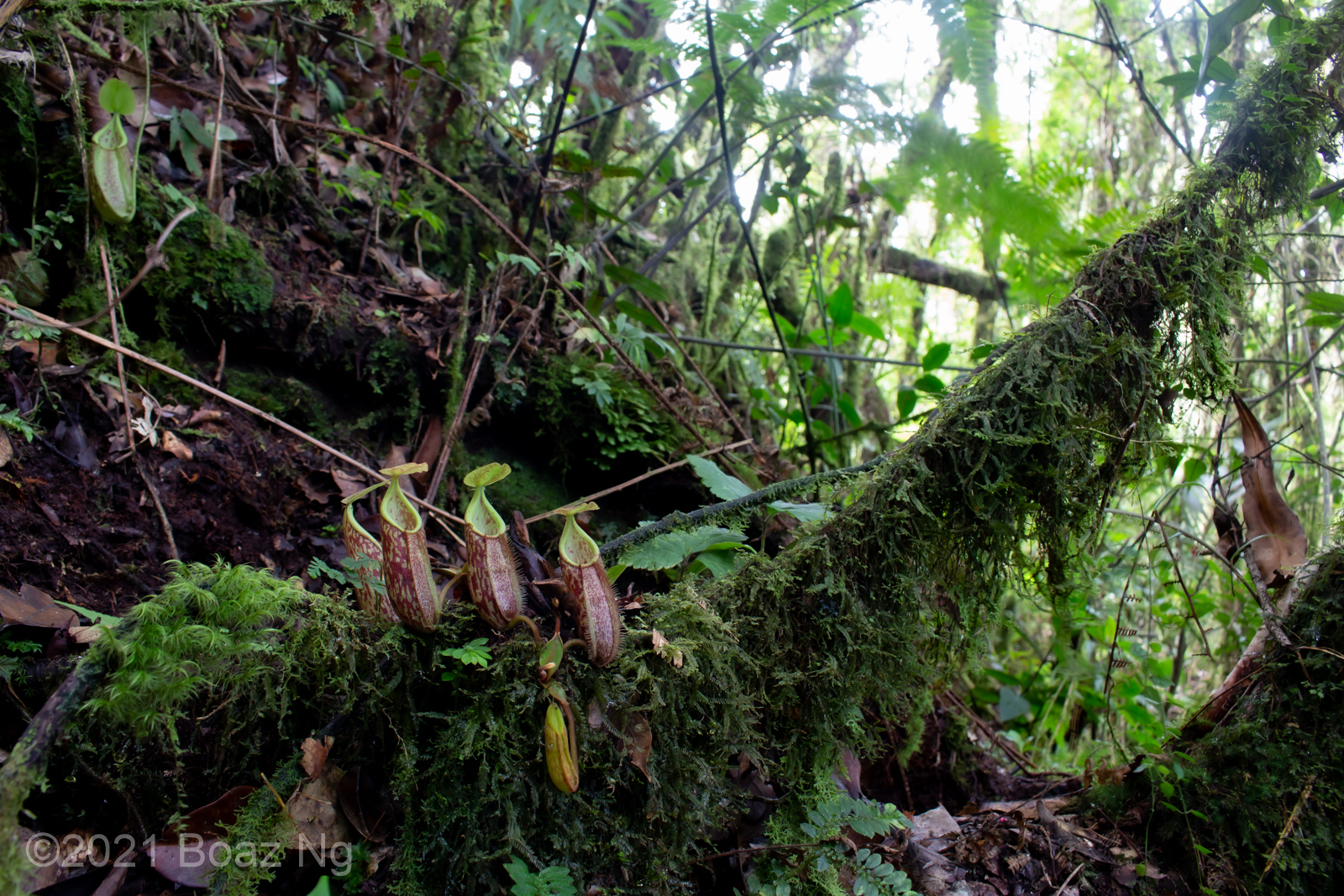 Nepenthes gymnamphora Species Profile - Fierce Flora