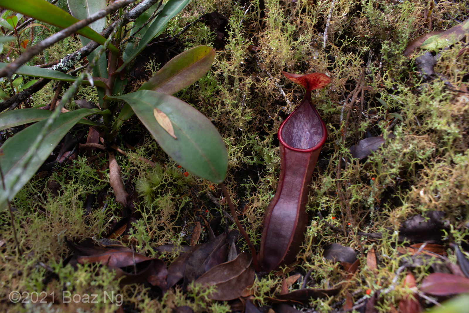 Nepenthes tobaica Species Profile - Fierce Flora