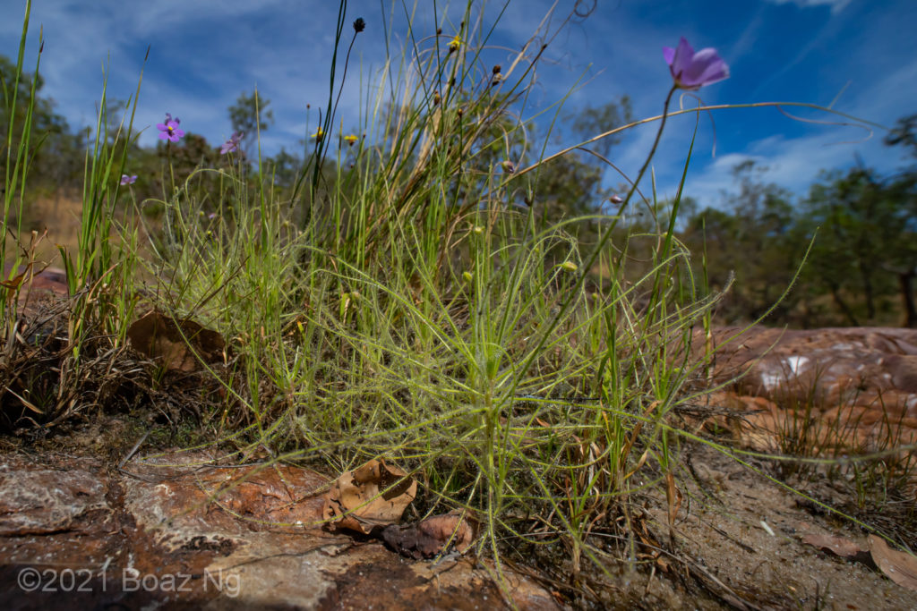 Byblis Liniflora Species Profile - Fierce Flora