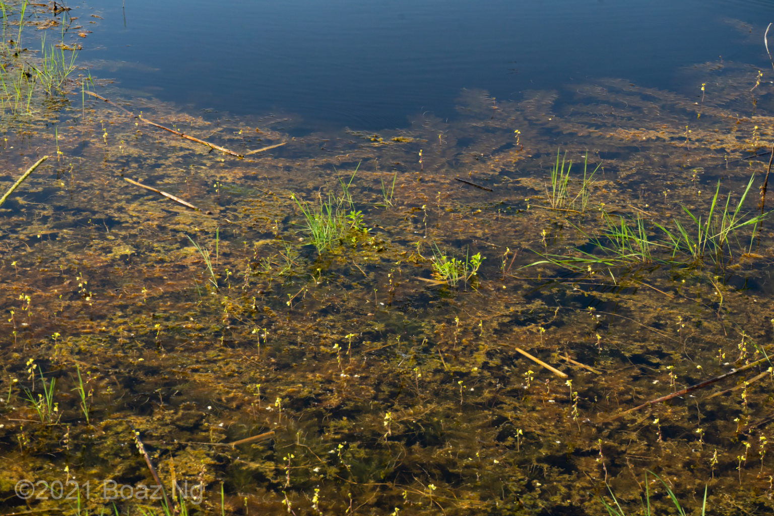 Utricularia aurea Species Profile - Fierce Flora