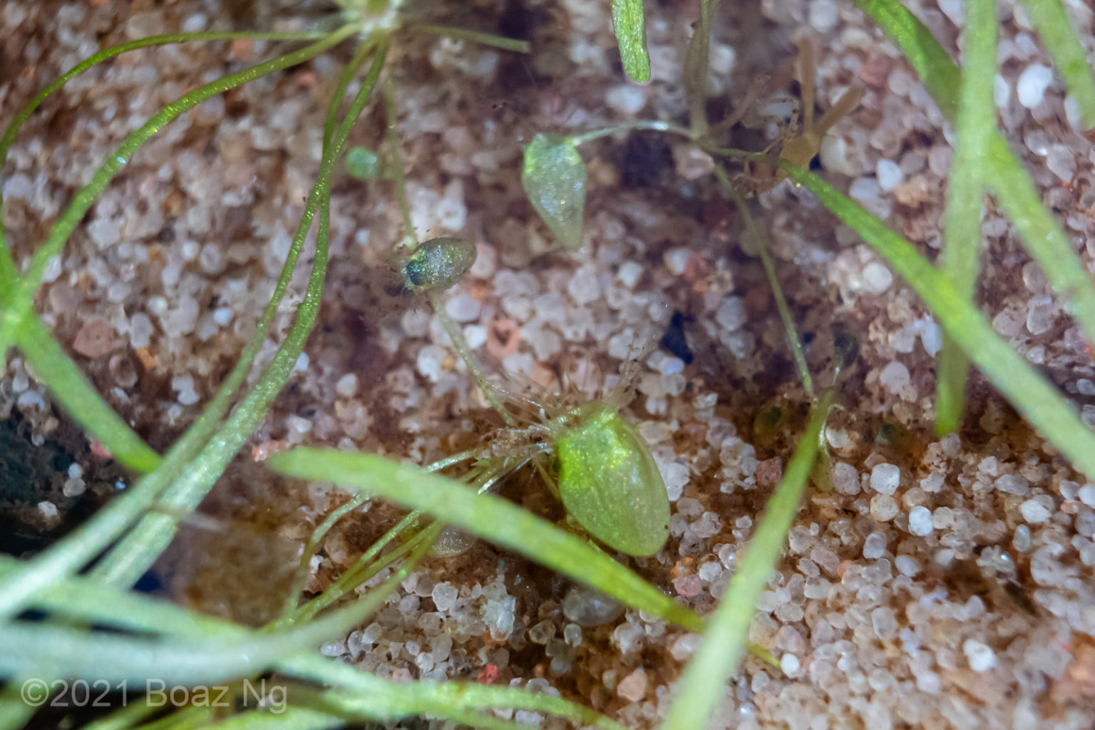 Utricularia arnhemica Species Profile - Fierce Flora