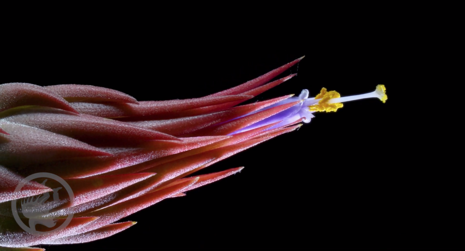 Tillandsia ionantha time lapse - Fierce Flora