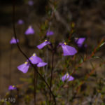 Putative Natural Hybrid between Utricularia barkeri and U. dichotoma in the Grampians