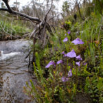 Utricularia dichotoma subsp. aquilonia in the Blue Mountains