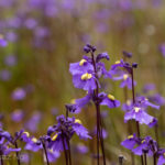 An aberrant population of Utricularia dichotoma subsp. dichotoma in the Kosciuszko National Park