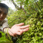 Species profile: Drosera prolifera