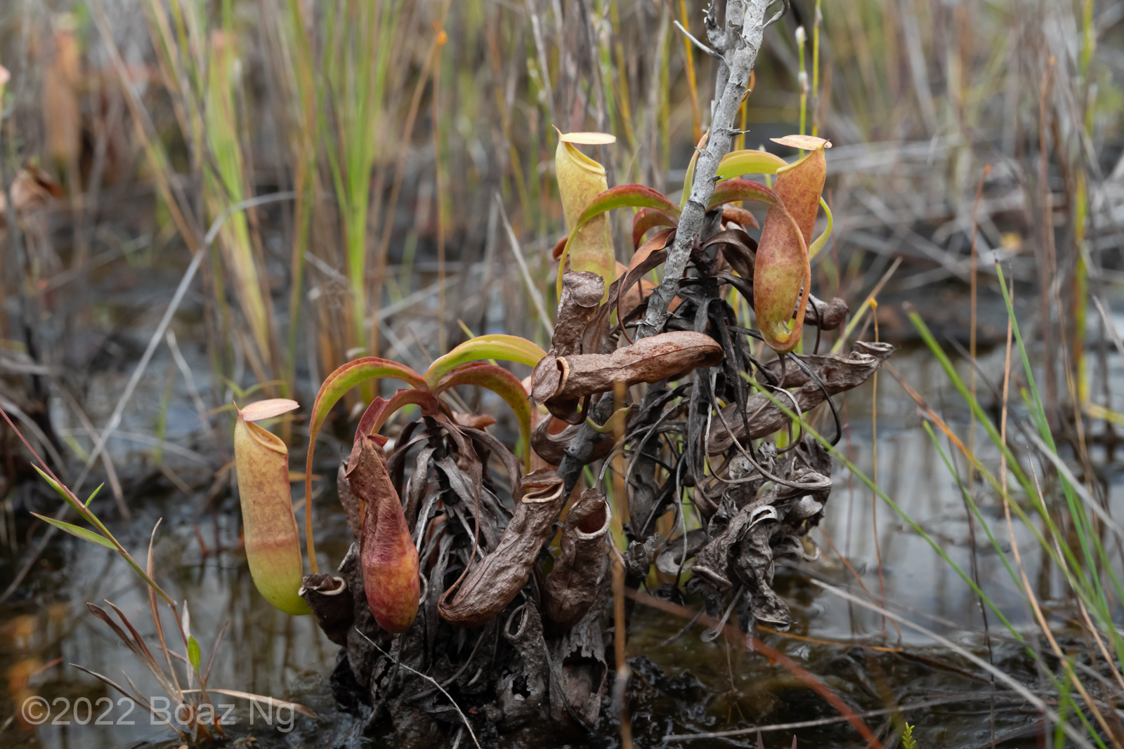 Natural Hybrids in Australian Nepenthes - Fierce Flora