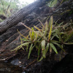 Drosera adelae Species Profile