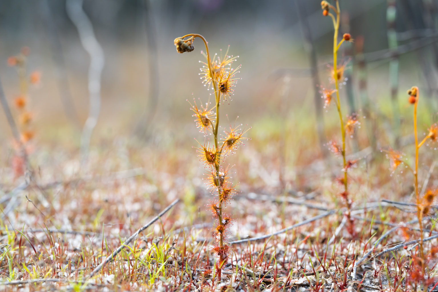 Drosera Bicolor Species Profile Fierce Flora