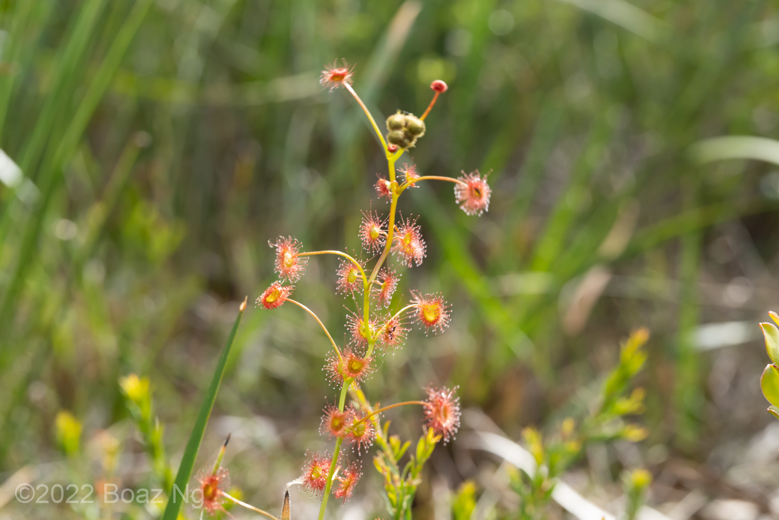 Drosera Sulphurea Species Profile Fierce Flora