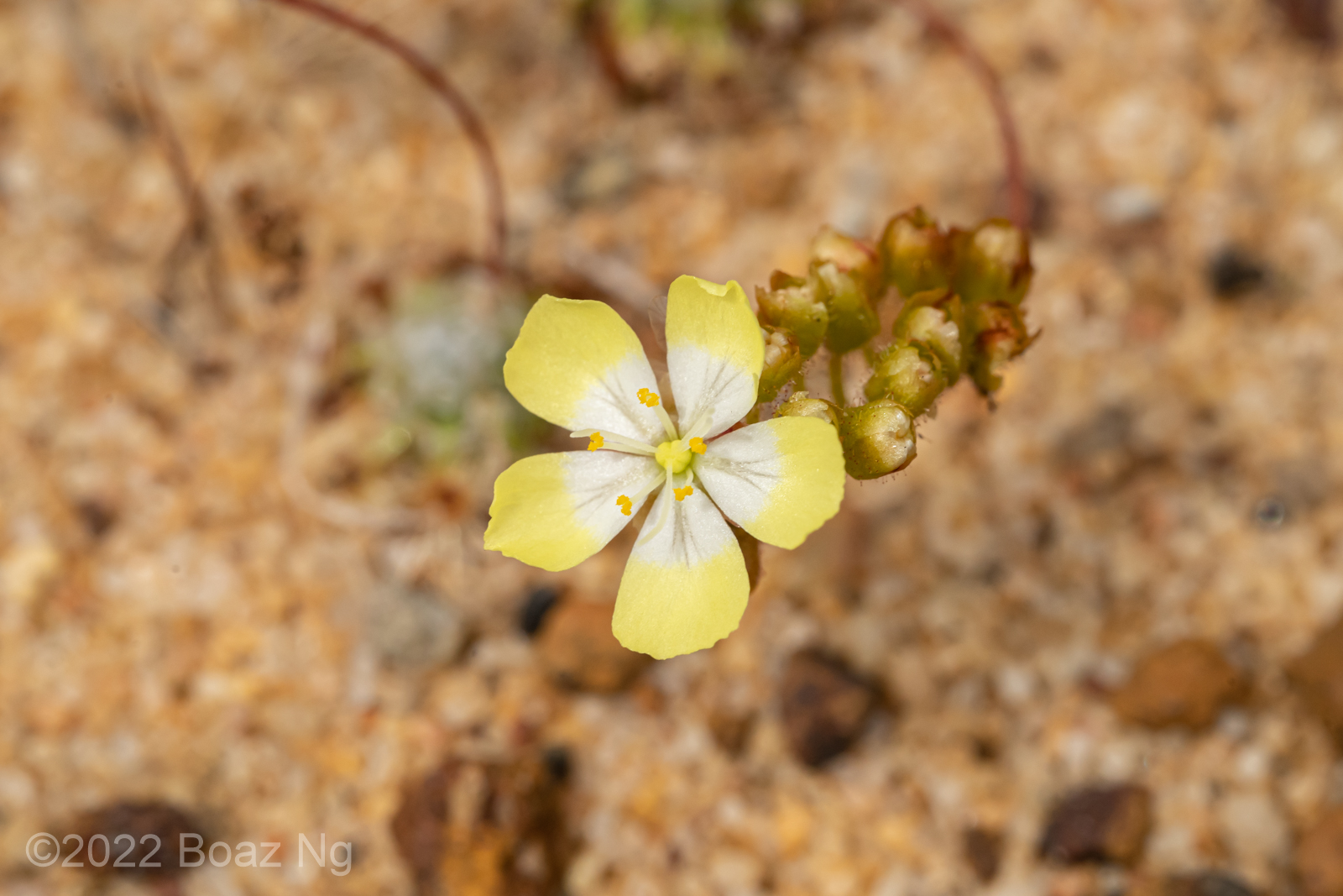 Drosera Citrina Species Profile Fierce Flora