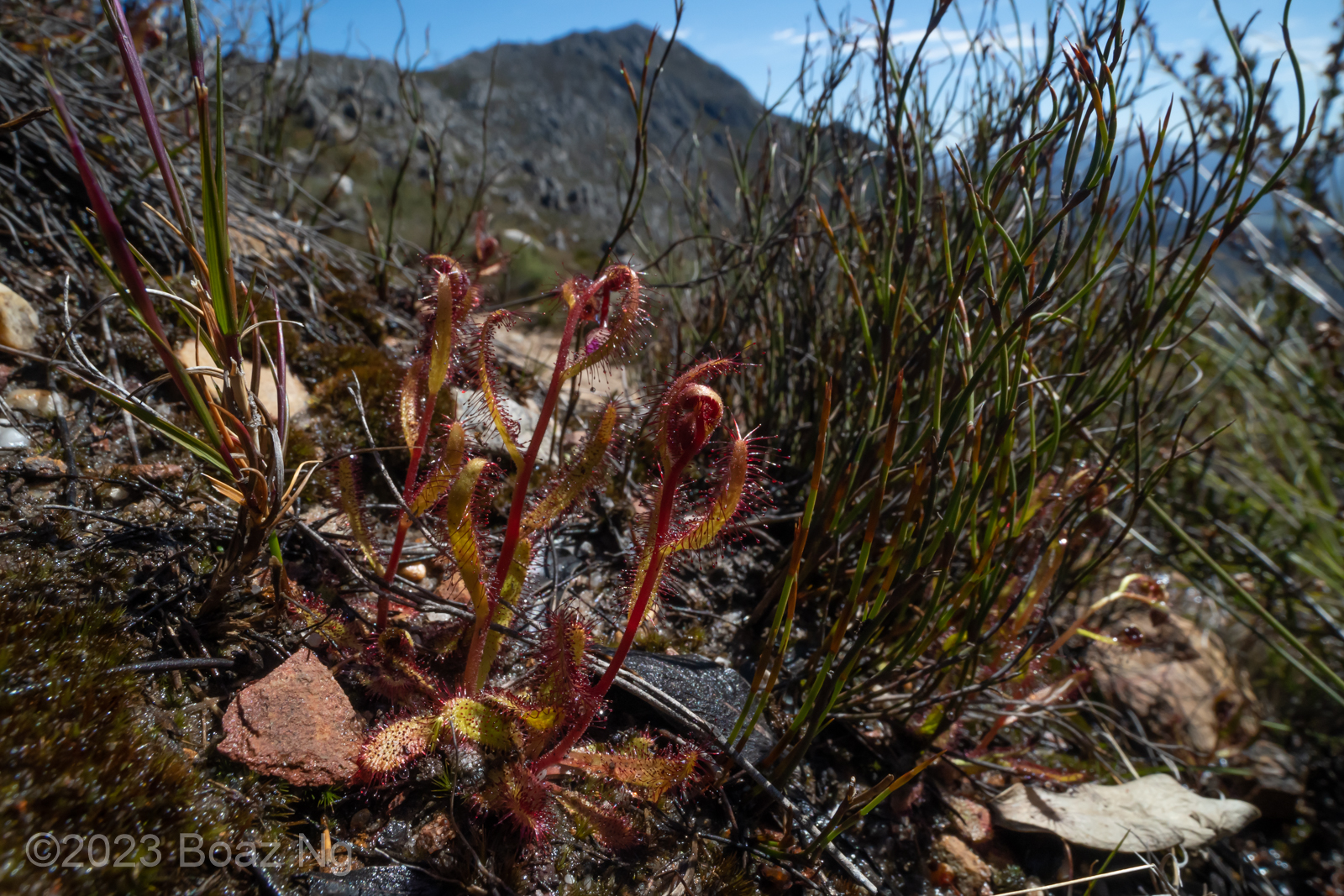 Drosera Variegata Species Profile Fierce Flora