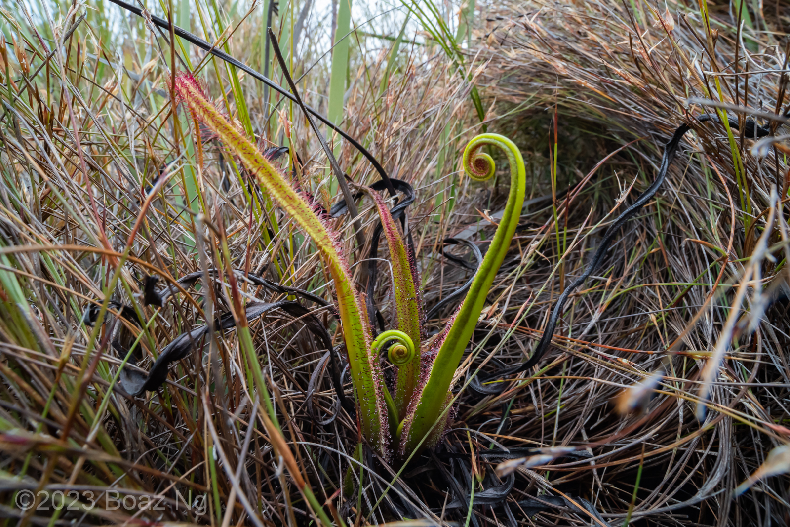 Drosera regia in the wild - Fierce Flora