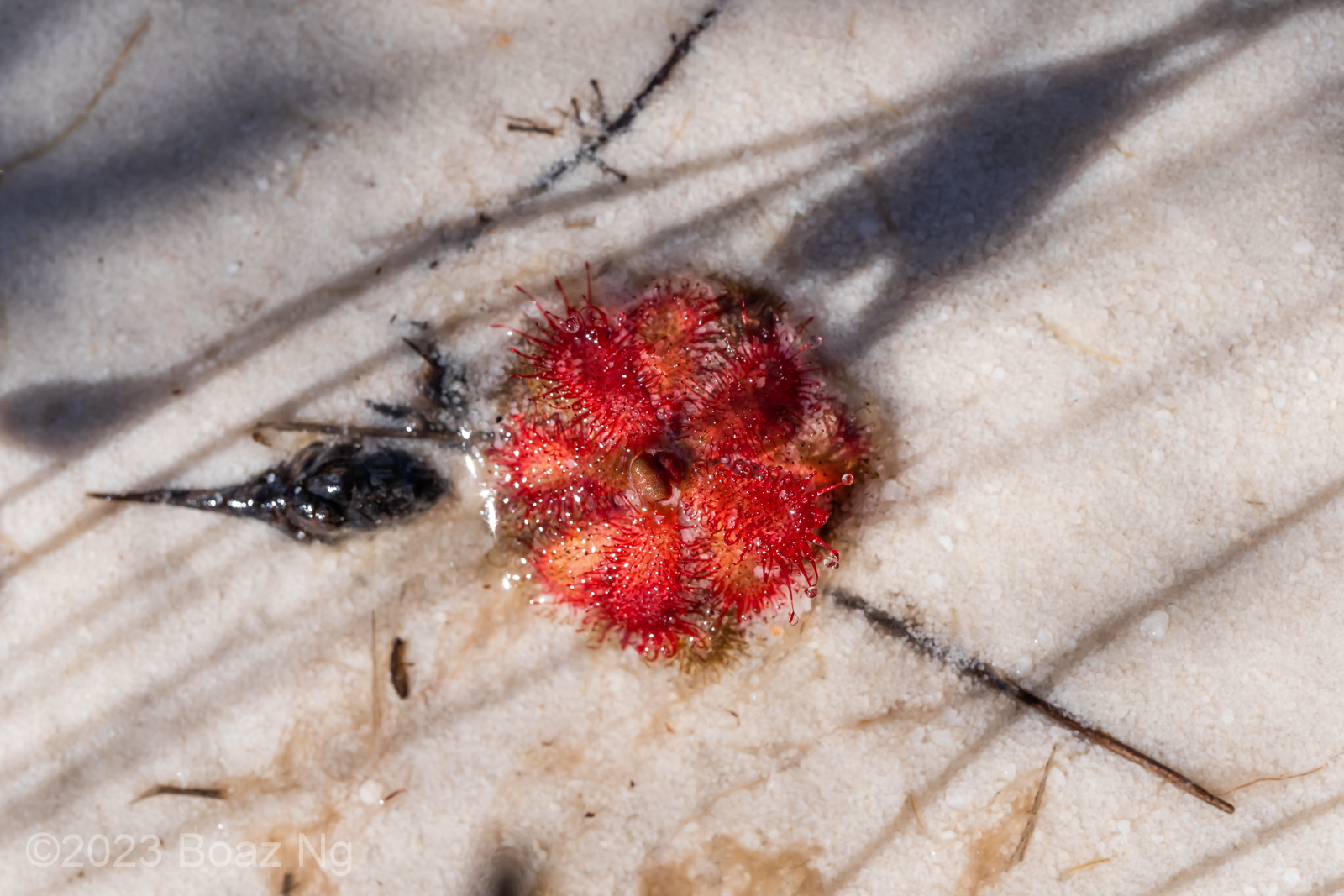 Drosera trinervia Species Profile