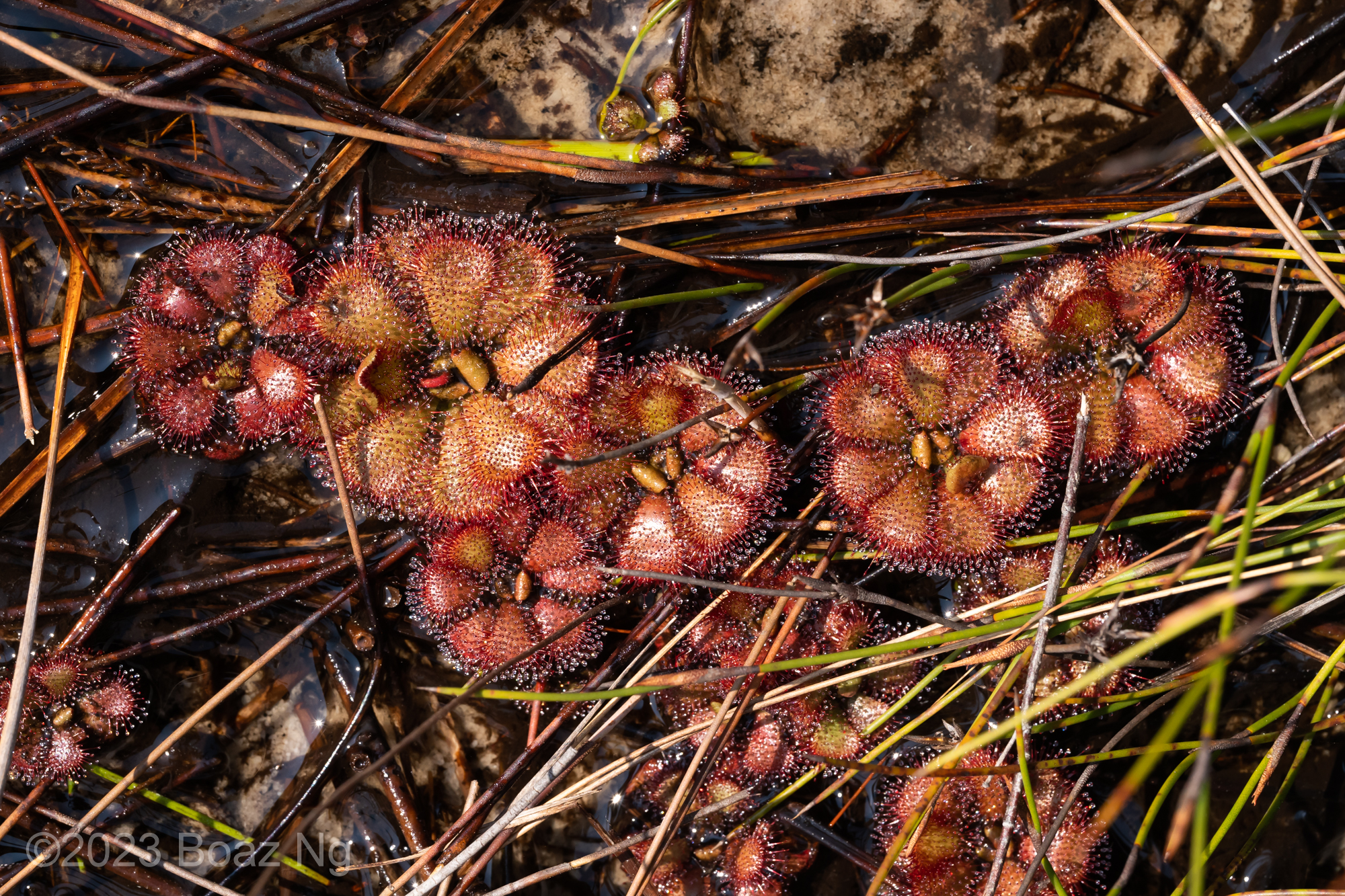 Drosera admirabilis Species Profile