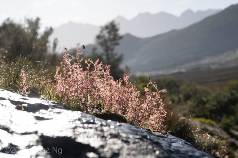 Drosera liniflora Species Profile