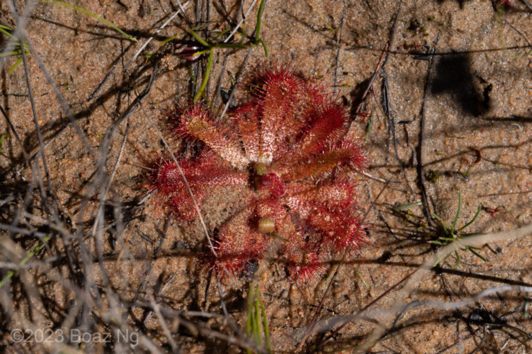 Drosera acaulis Species Profile