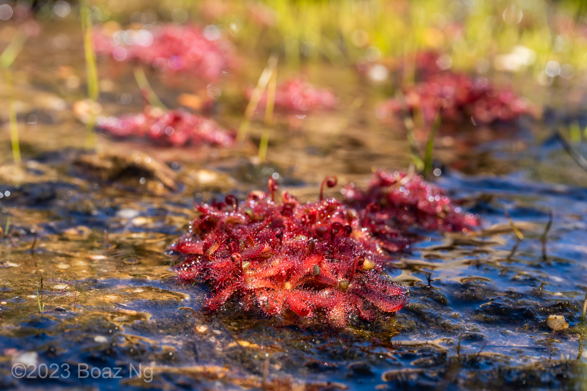 Drosera afra Species Profile