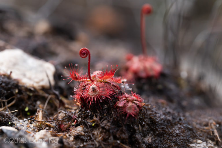 Drosera aliciae Species Profile