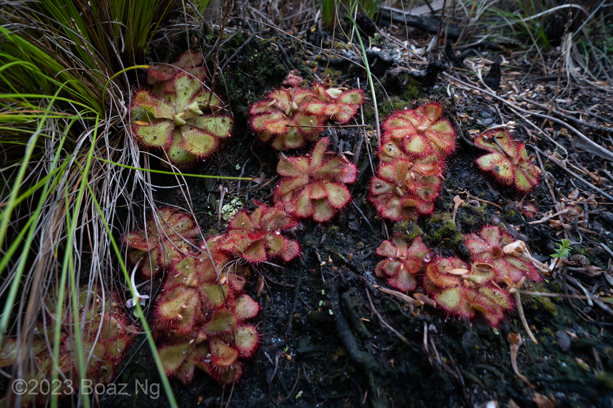 Drosera cuneifolia Species Profile