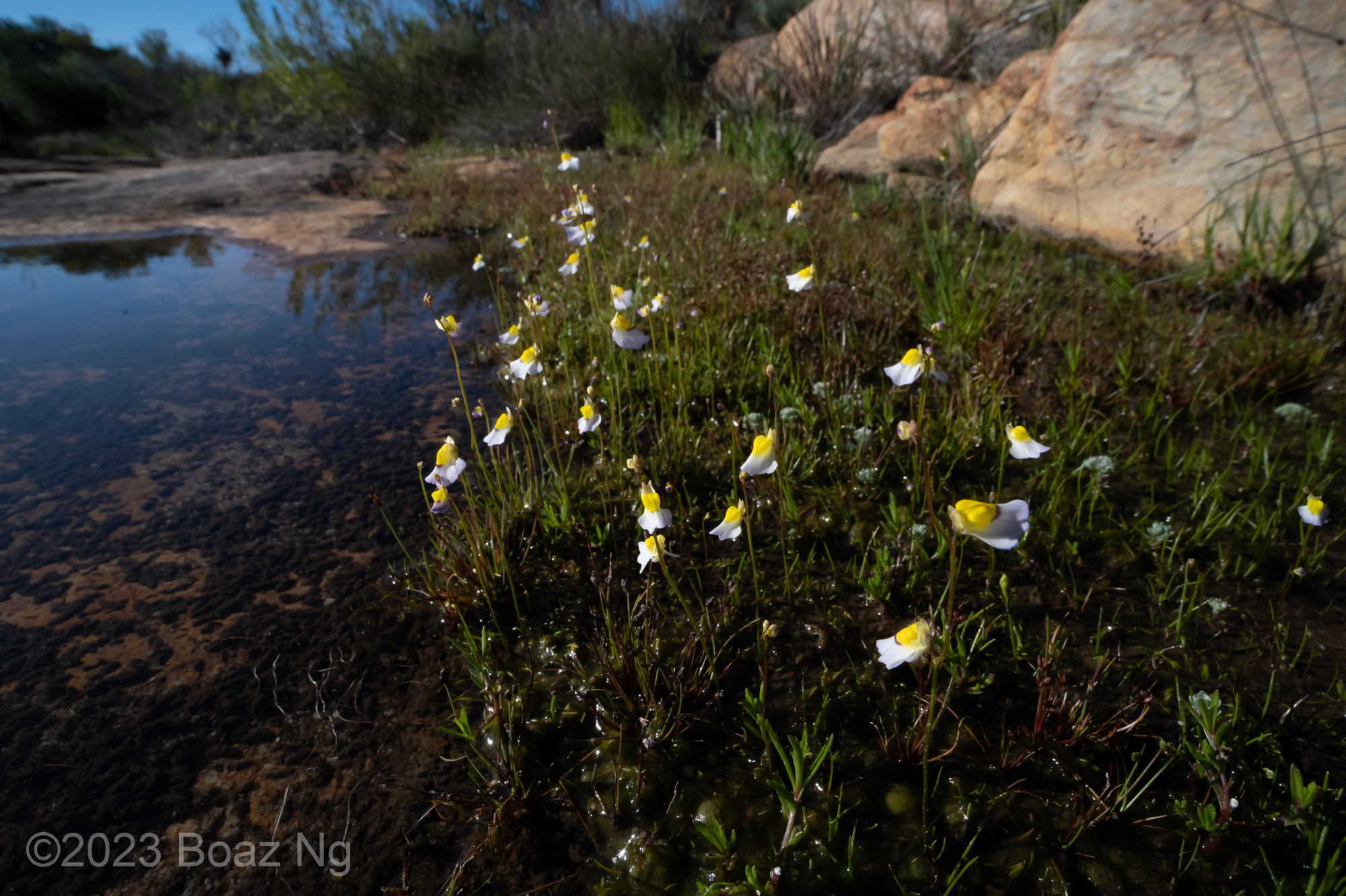 Utricularia bisquamata Species Profile