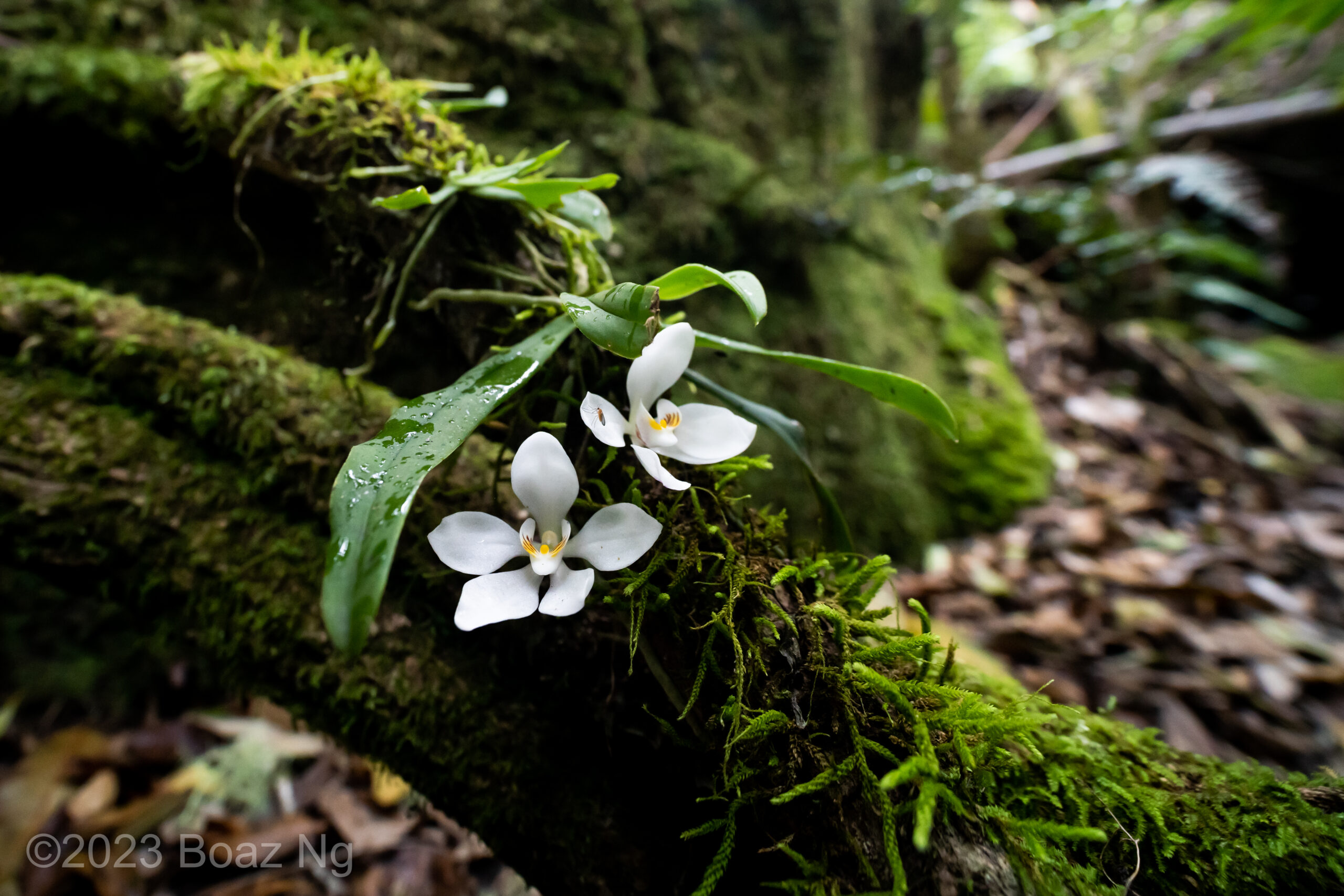 Sarcochilus falcatus – Orange Blossom Orchid