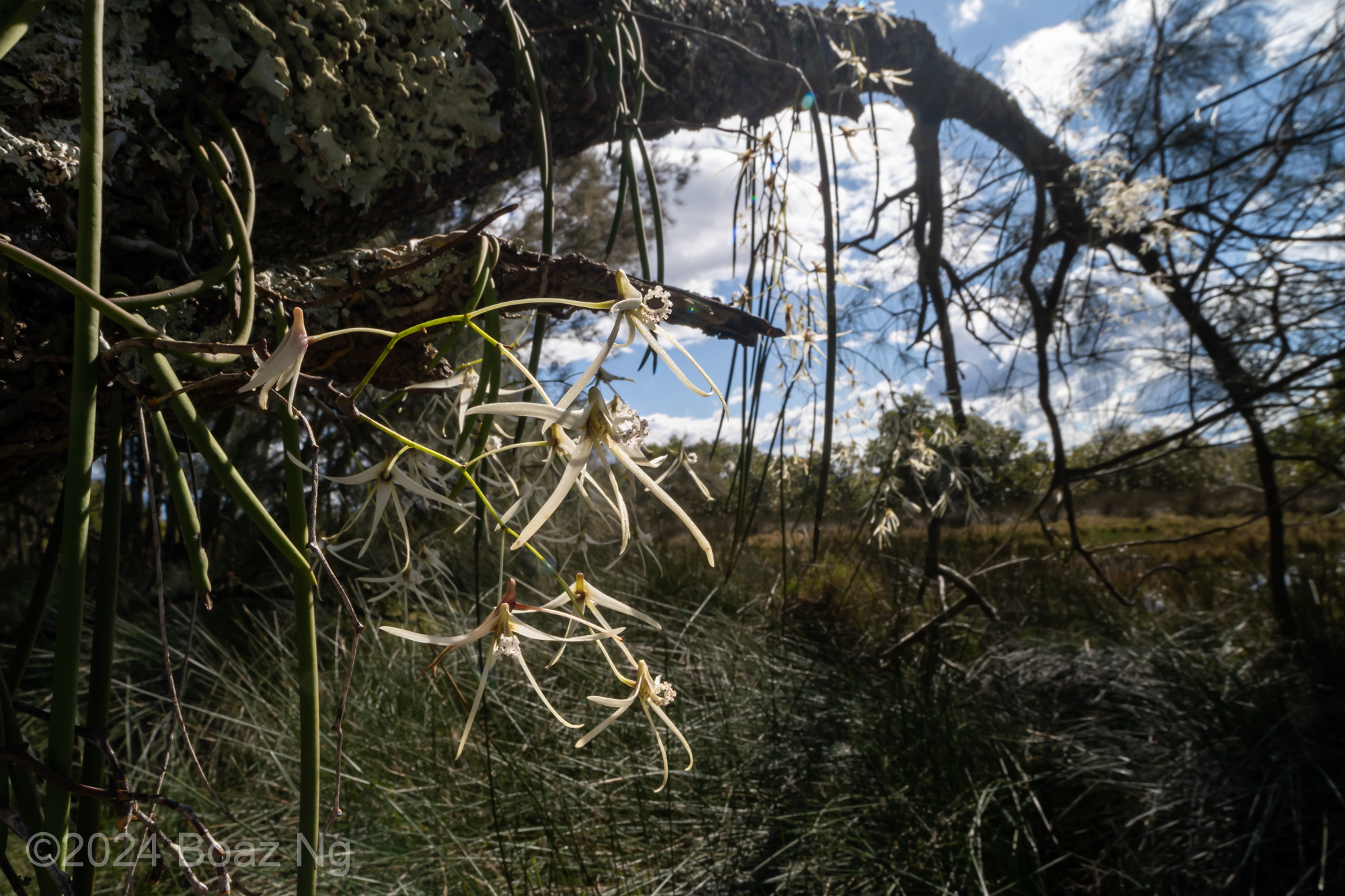 Dockrillia teretifolia (Dendrobium teretifolium)