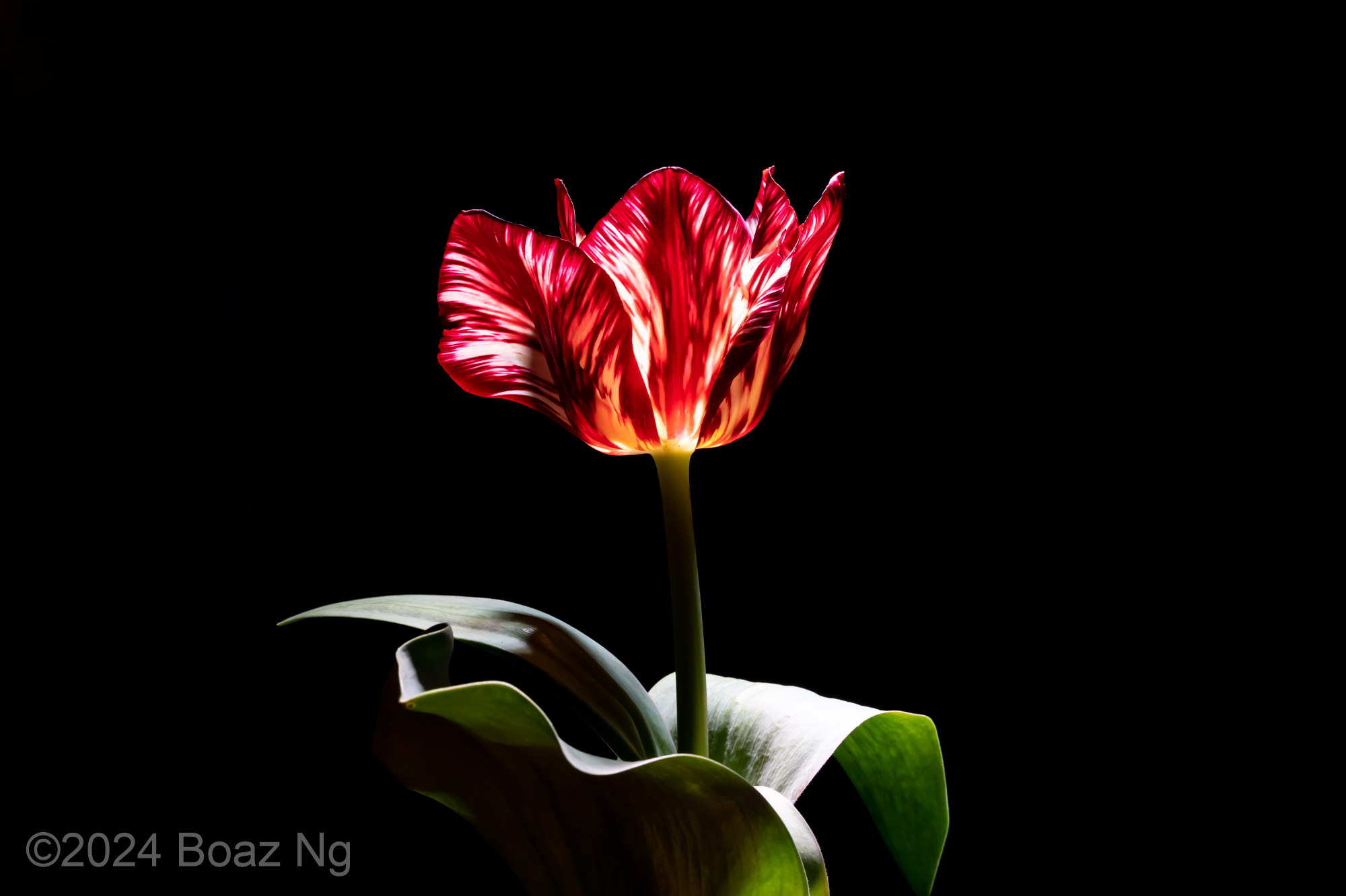 A broken tulip