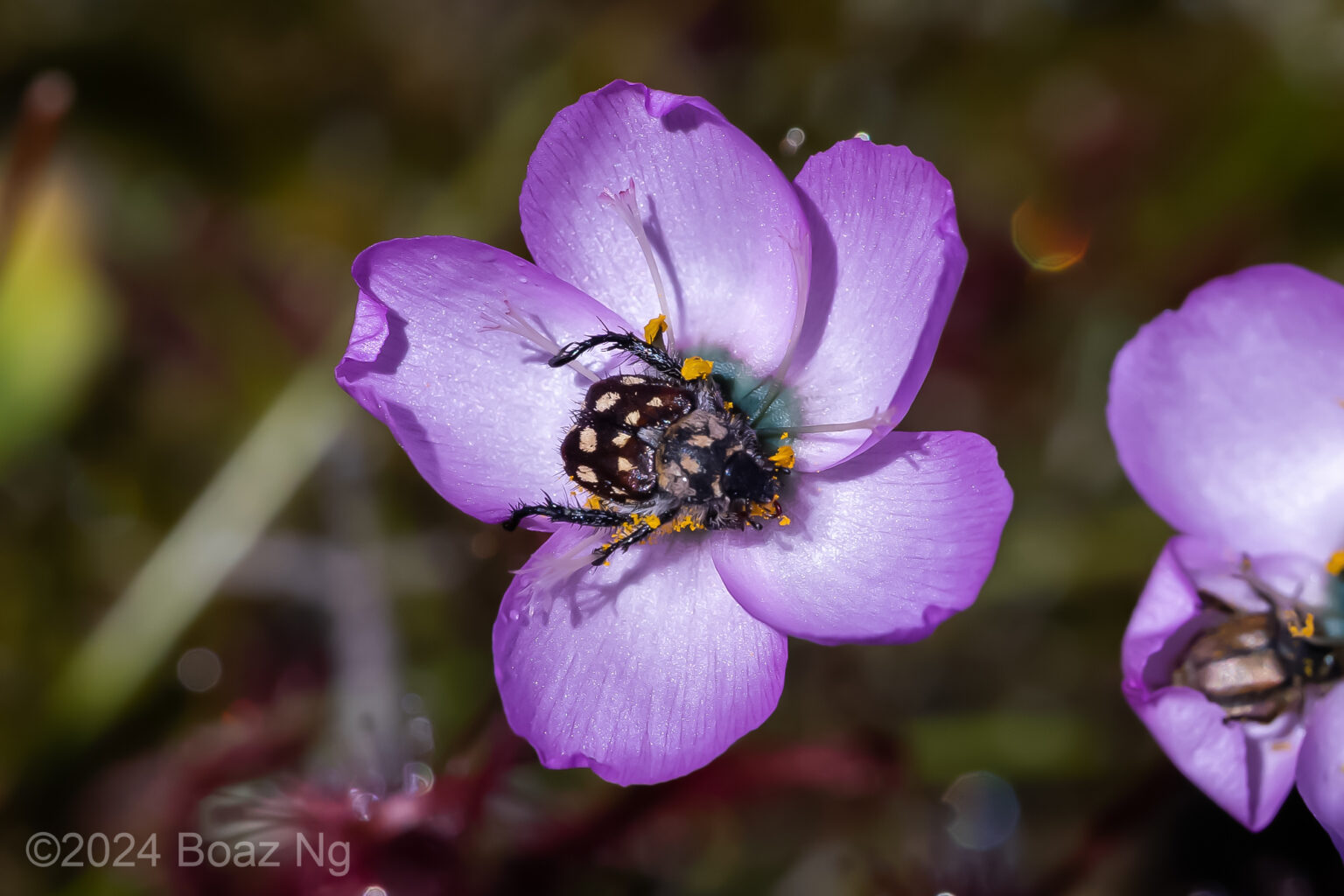 Finding every described sundew in the Western Cape, South Africa ...