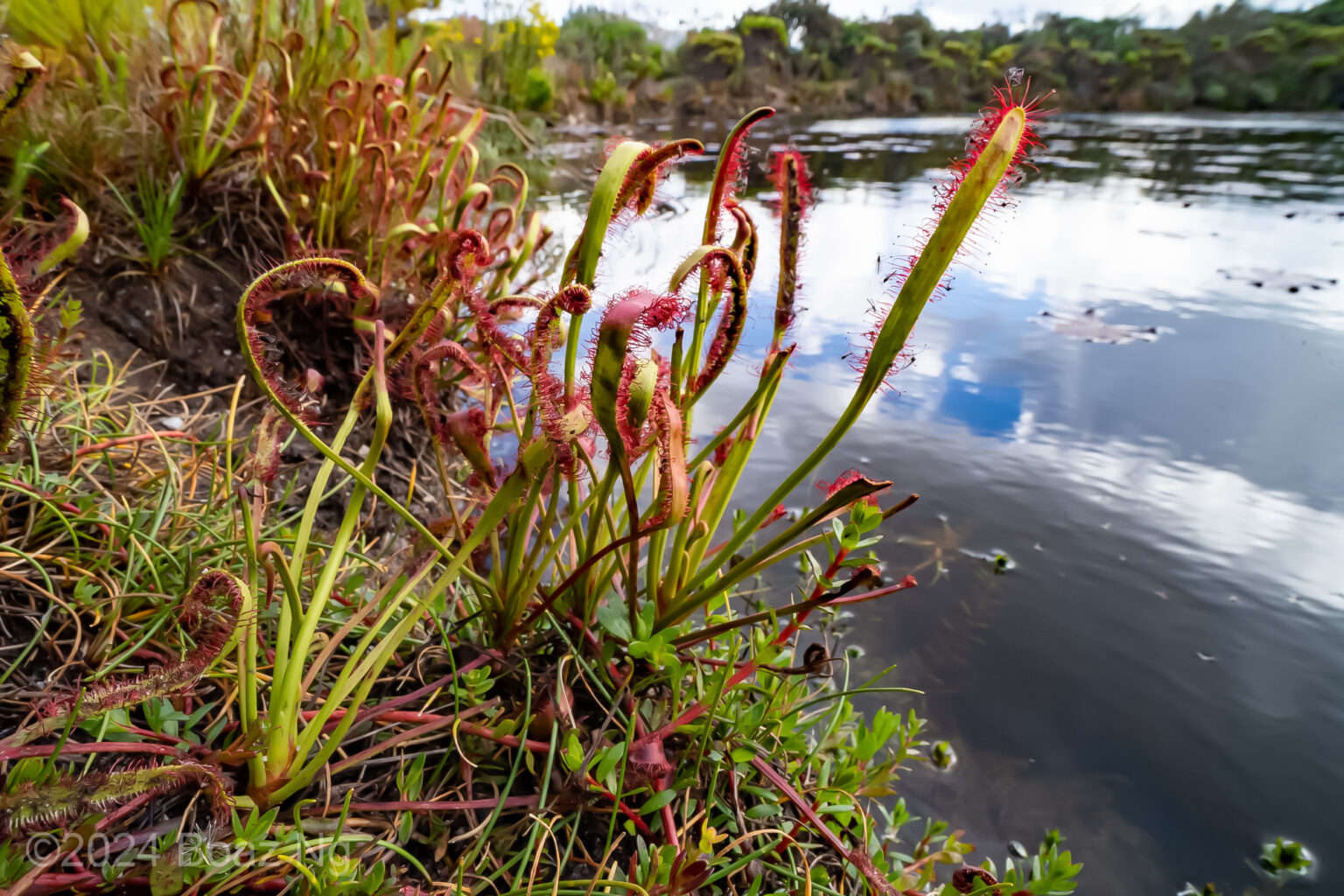 Finding every described sundew in the Western Cape, South Africa ...