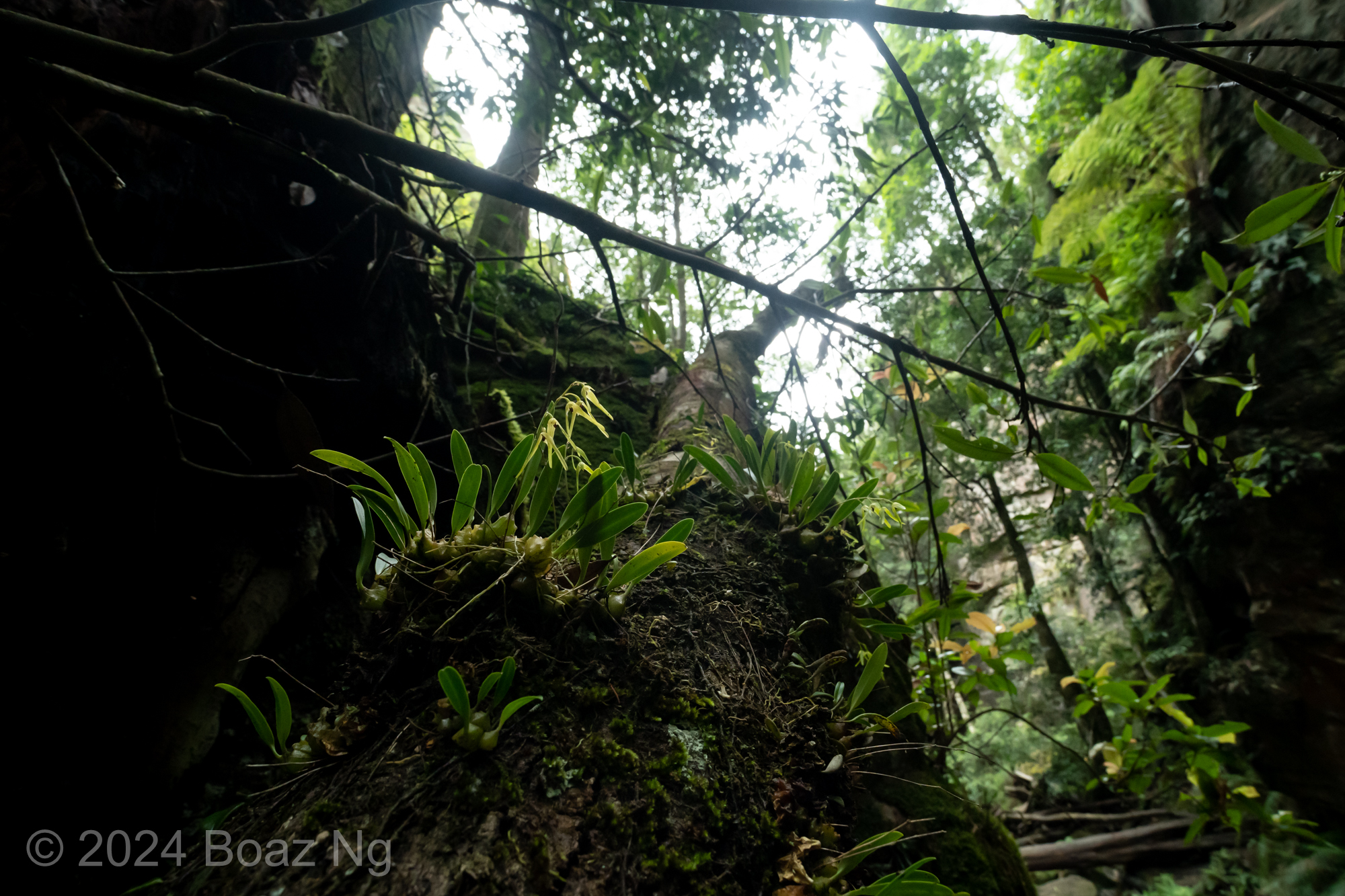 Bulbophyllum elisae in the Blue Mountains