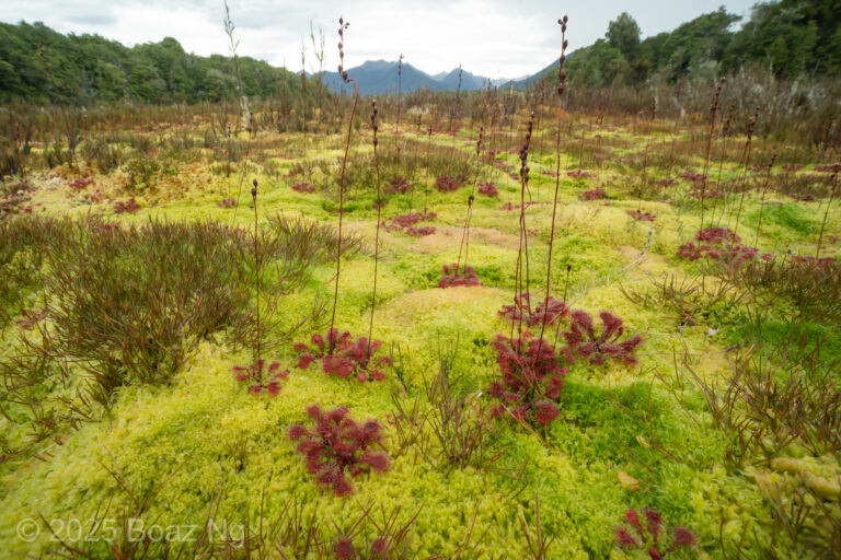 Drosera spatulata of South Island, New Zealand